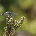 Sympetrum danae-Charpal 15