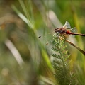 Sympetrum flaveolum-Charpal 06