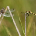 Sympetrum danae-Charpal 45