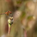 Sympetrum flaveolum-Charpal 02