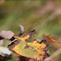 Sympetrum flaveolum-Charpal 05