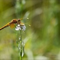 Sympetrum flaveolum-Charpal 15