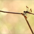 Sympetrum pedemontanum- -Ucel 04