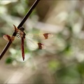 Sympetrum pedemontanum- -Ucel 13