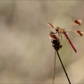 Sympetrum pedemontanum- -Ucel 08
