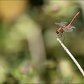 Sympetrum Sanguineum Herretrang 01