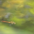 Sympetrum striolatum Vol 01
