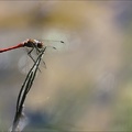 Sympetrum striolatum(Bossieu) 14