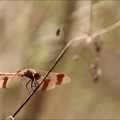 Sympetrum pedemontanum- -Ucel 19