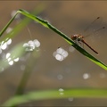 Sympetrum striolatum(Bossieu) 02
