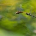 Sympetrum striolatum-Herret 04
