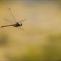 Sympetrum striolatum(Bossieu) 25