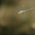 Aeshna mixta( Oves) 01
