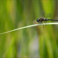 Aeshna mixta( Oves) 04