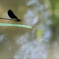 Calopteryx haemmo 04