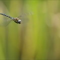Aeshna mixta( Oves) 05