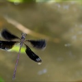 Calopteryx haemmo 08