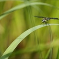 Aeshna mixta( Oves) 02