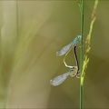 Ischnura elegans coeur cop-Boss 01