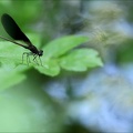 Calopteryx haemmo 31