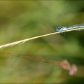 Enallagma cyathigerum-Charpal 02