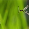 Lestes barbarus -Oves- 01