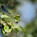 Calopteryx virgo (Herretang) 01