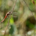 Sympetrum depressiusculum-Plati 14
