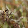 Sympetrum depressiusculum-Plati 08