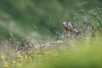 Marmotte 22.06.25-0070