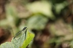 Platycnemis pennipes 25.08.25