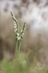 Spiranthes spiralis 11.09.25-0013