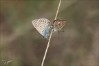 Azuré commu- polyommatus icarus05.09.25-0007
