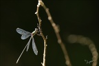 Chalcolestes viridis 05.09.25-0002