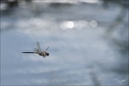 Anax parthenope 05.09.25-0001