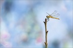 Sympetrum depressiusculum  18.09.25-0004