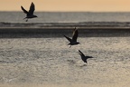 Mouette rieuse  28-09-25 41