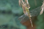 Aeshna cyanea 05.08.25-0004