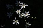 Ornithogalum umbellatum