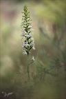 Platanthera bifolia 08.05.26-0002