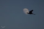 LUNA7272!