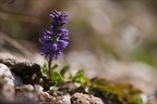 Veronica allionii 01.07.26