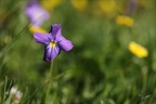 Viola calcarata 03.07.26-0002