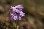 Soldanella alpina 03.07.26-0002