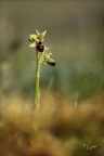 Ophrys marzuela 03.04.26-0004