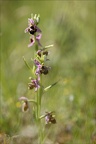 Ophrys fuciflora  17.05.26-0001
