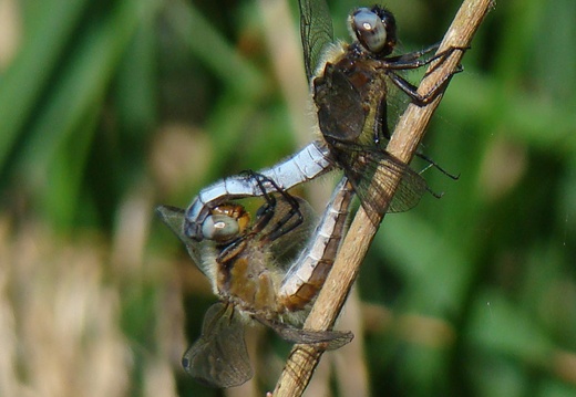 Libellula fulva acc (15113 visits, 1 comment) Libellula fulva acc