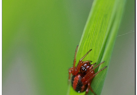 en rouge et noir (49359 visits) Hypsosinga sp (Araneae) en rouge et noir