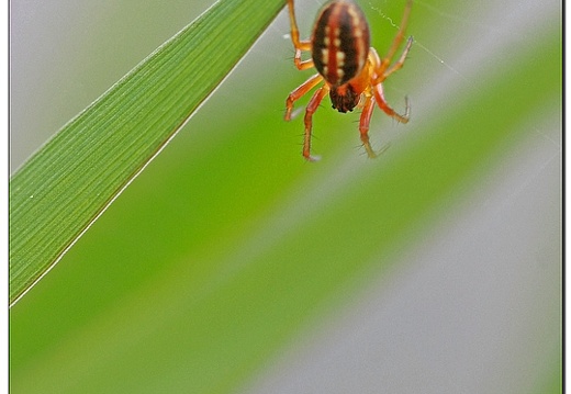 rouge et noir (47818 visits) Hypsosinga heri(Araneae) rouge et noir