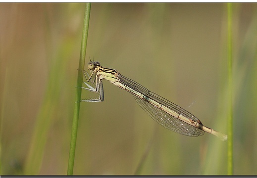 platycnemis pennipes immature (57508 visits, 1 comment) platycnemis pennipes immature